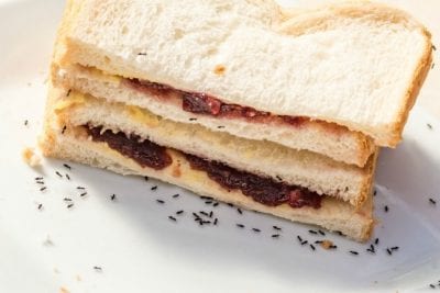 Airbnb Host Charged an Extra Cleaning Fee, Ants on Sandwich