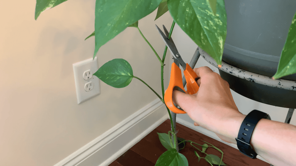 House Cleaner trims house plants with scissors - Featured