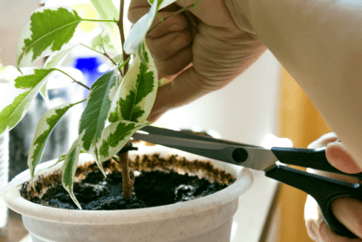 House Plants, Scissor Trimming Plant