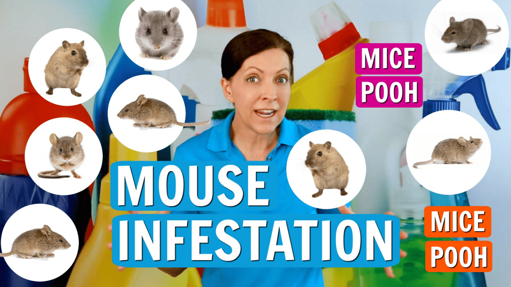 417 Ask a House Cleaner, Mouse Infestation, Savvy Cleaner