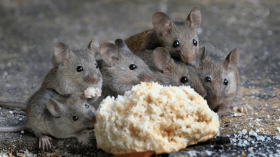 Mouse Infestation group of mice eating a piece of cake